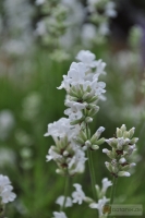 Lavandula angustifolia 'Alba' -- Lavendel